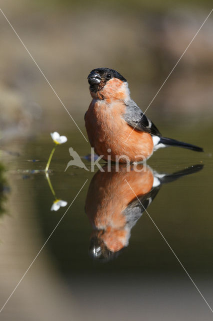 Eurasian Bullfinch (Pyrrhula pyrrhula)