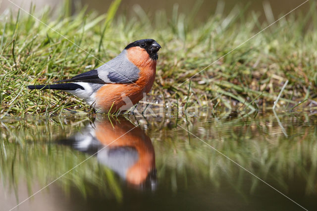 Eurasian Bullfinch (Pyrrhula pyrrhula)