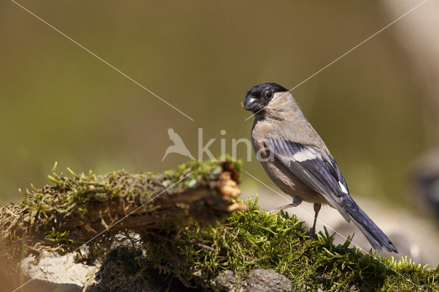 Eurasian Bullfinch (Pyrrhula pyrrhula)