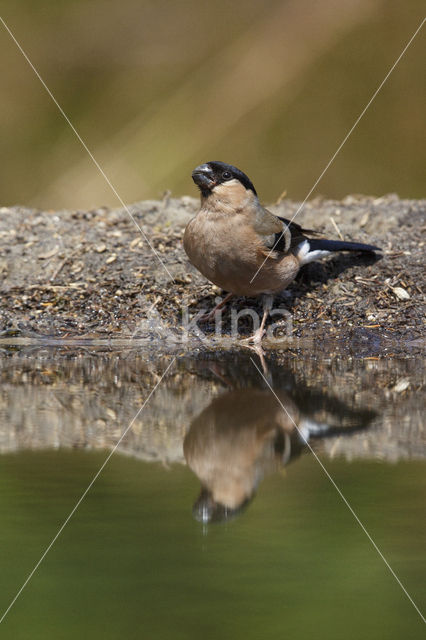 Eurasian Bullfinch (Pyrrhula pyrrhula)