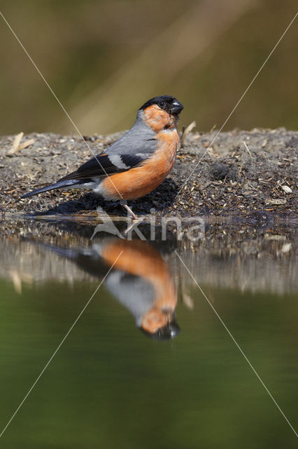 Eurasian Bullfinch (Pyrrhula pyrrhula)