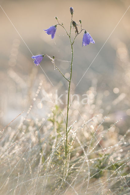 Grasklokje (Campanula rotundifolia)