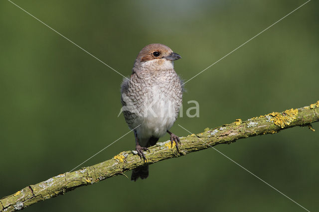 Grauwe Klauwier (Lanius collurio)