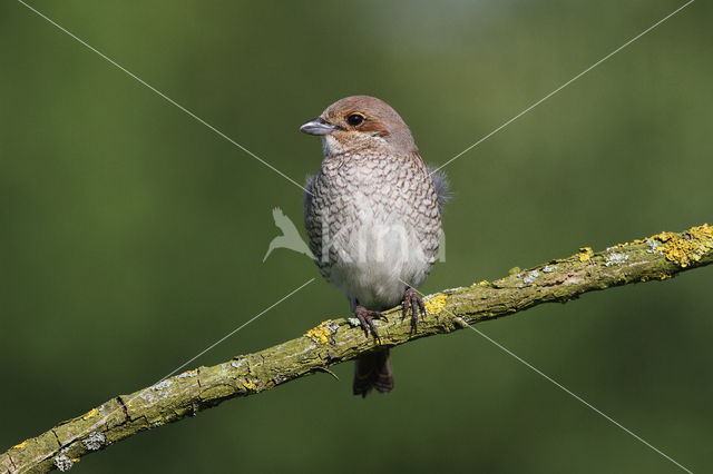 Grauwe Klauwier (Lanius collurio)