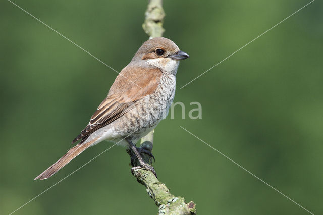 Grauwe Klauwier (Lanius collurio)