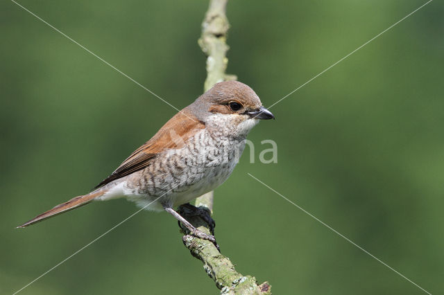 Grauwe Klauwier (Lanius collurio)