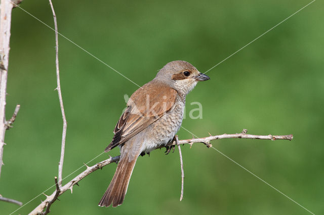 Grauwe Klauwier (Lanius collurio)