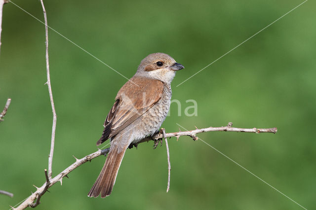 Grauwe Klauwier (Lanius collurio)