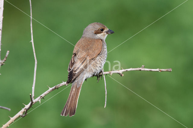 Grauwe Klauwier (Lanius collurio)