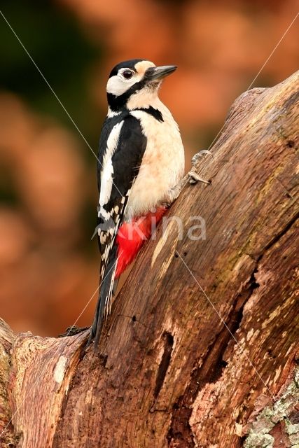 Grote Bonte Specht (Dendrocopos major)