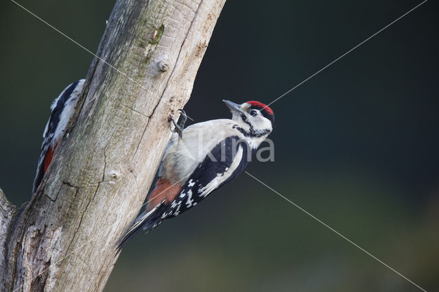 Grote Bonte Specht (Dendrocopos major)