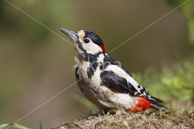 Grote Bonte Specht (Dendrocopos major)