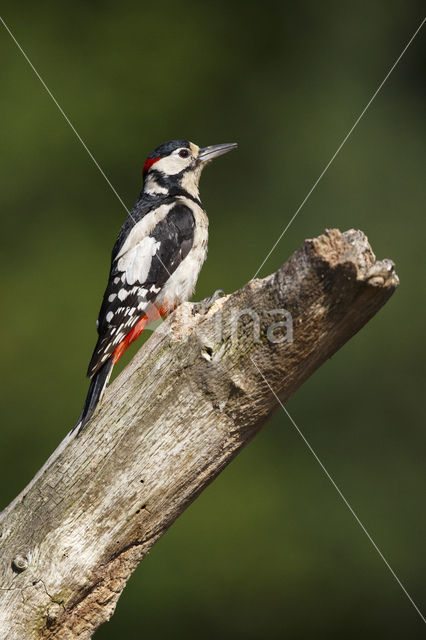 Grote Bonte Specht (Dendrocopos major)