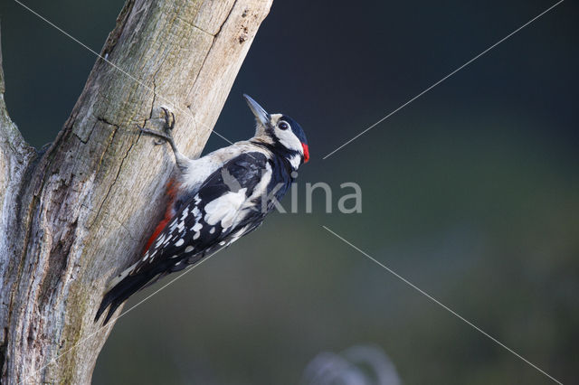 Grote Bonte Specht (Dendrocopos major)