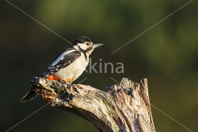 Grote Bonte Specht (Dendrocopos major)