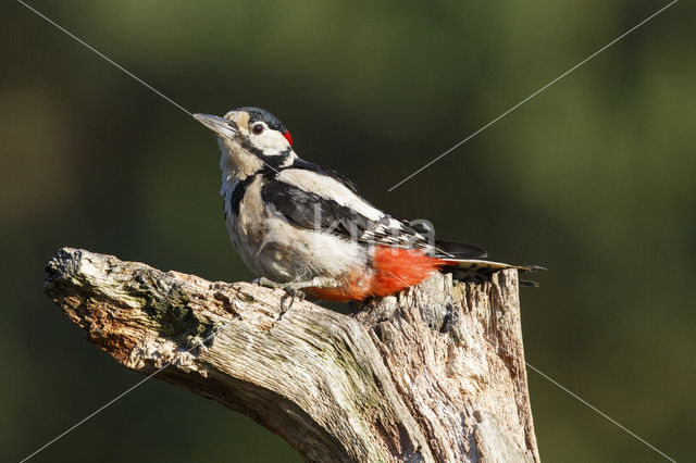 Grote Bonte Specht (Dendrocopos major)