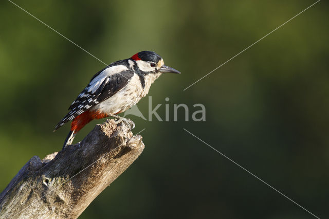 Grote Bonte Specht (Dendrocopos major)