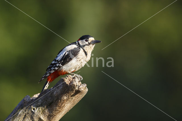 Grote Bonte Specht (Dendrocopos major)