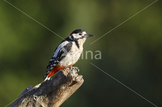 Grote Bonte Specht (Dendrocopos major)