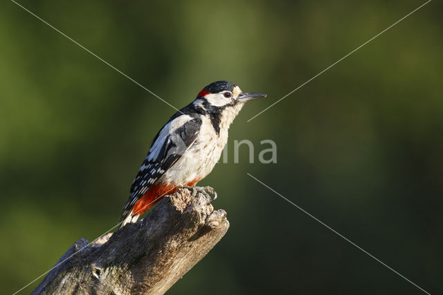 Grote Bonte Specht (Dendrocopos major)