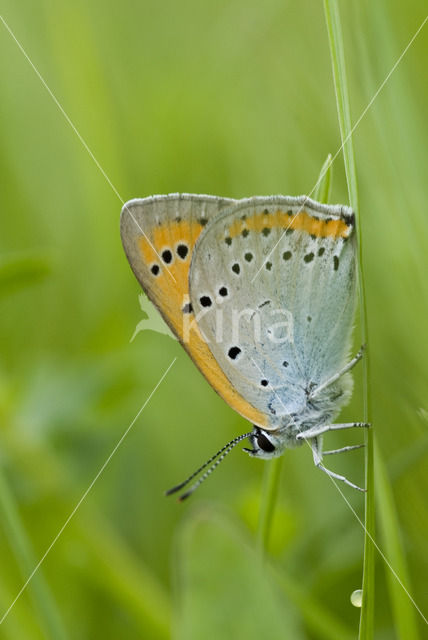 Large Copper (Lycaena dispar rutila)