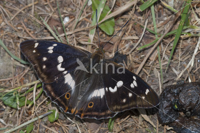 Grote weerschijnvlinder (Apatura iris)