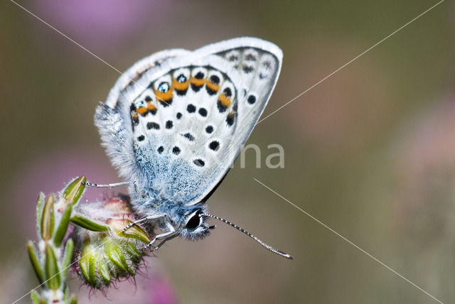 Heideblauwtje (Plebejus argus)