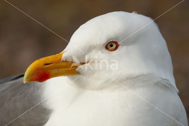 Kleine Mantelmeeuw (Larus fuscus)