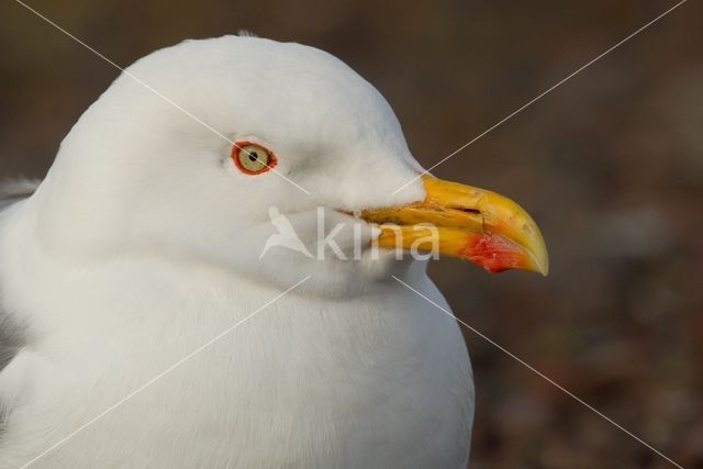 Kleine Mantelmeeuw (Larus fuscus)