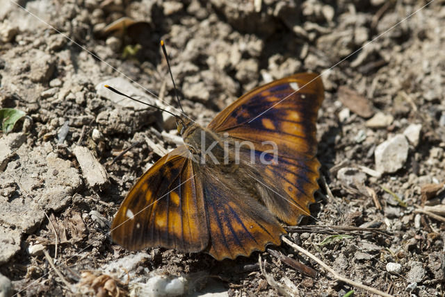 Kleine weerschijnvlinder (Apatura ilia)