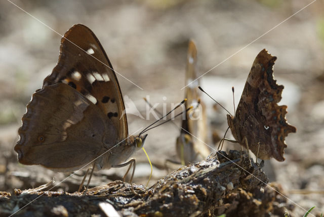 Kleine weerschijnvlinder (Apatura ilia)