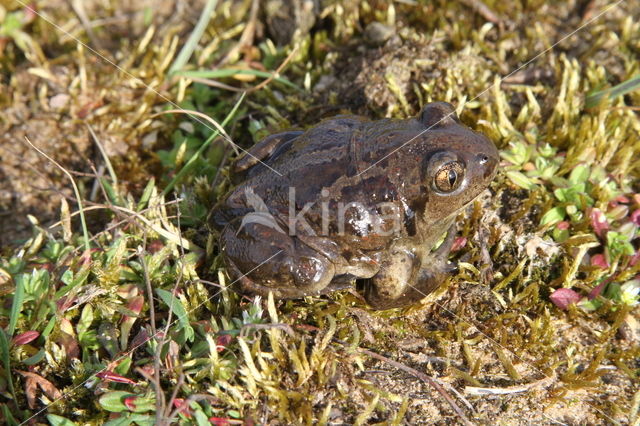 Knoflookpad (Pelobates fuscus)