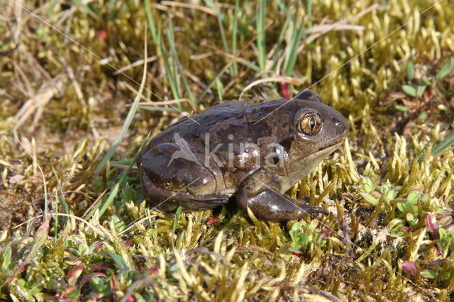 Knoflookpad (Pelobates fuscus)