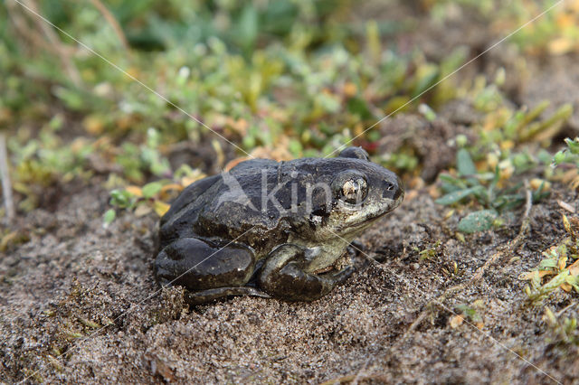 Knoflookpad (Pelobates fuscus)