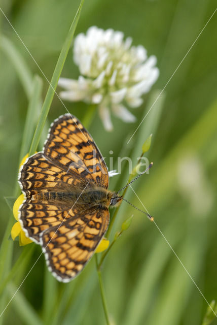 Knoopkruidparelmoervlinder (Melitaea phoebe)