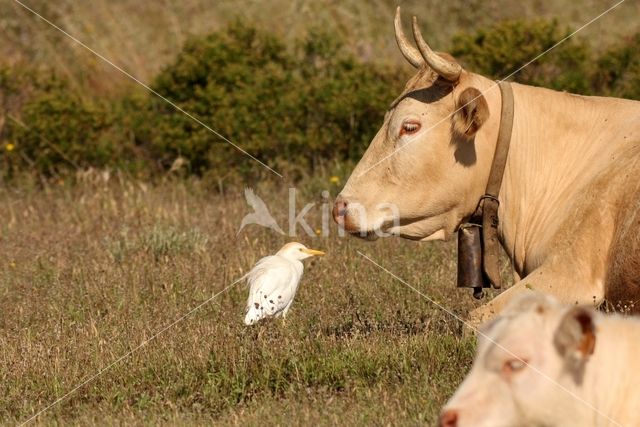 Cattle Egret (Bubulcus ibis)