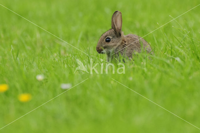 Konijn (Oryctolagus cuniculus)