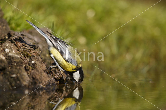 Koolmees (Parus major)