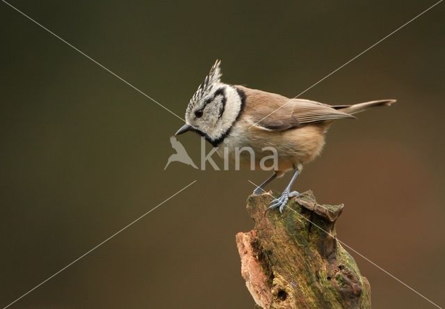 Kuifmees (Parus cristatus)