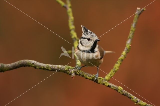 Kuifmees (Parus cristatus)