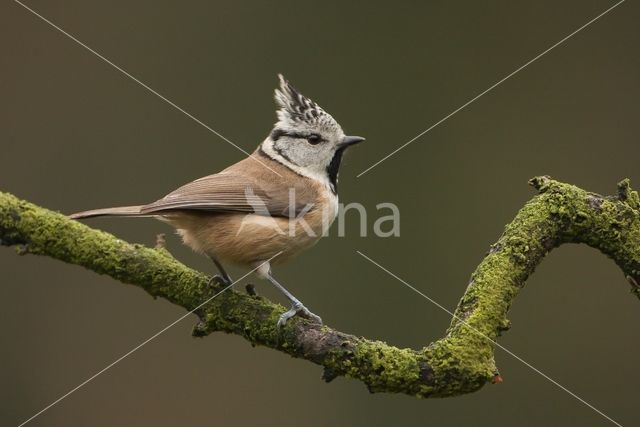 Kuifmees (Parus cristatus)