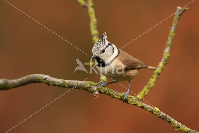 Kuifmees (Parus cristatus)