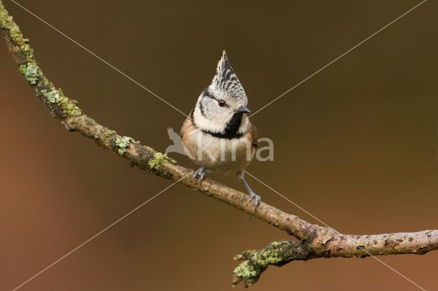 Kuifmees (Parus cristatus)