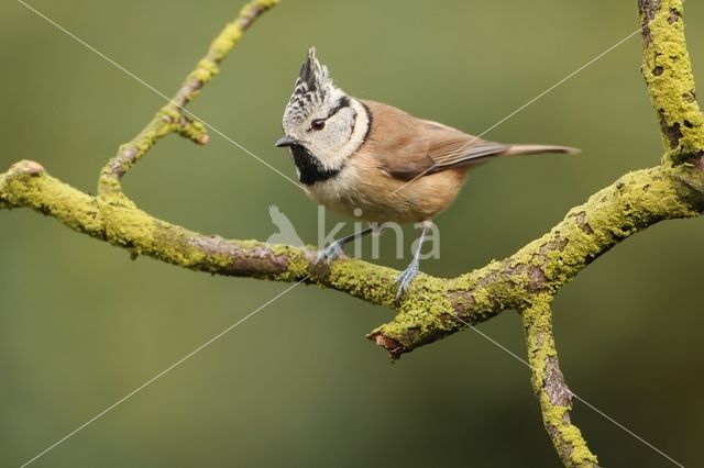 Kuifmees (Parus cristatus)