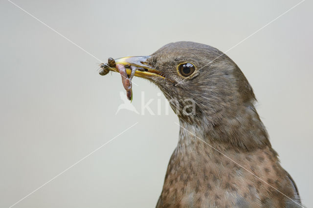 Merel (Turdus merula)