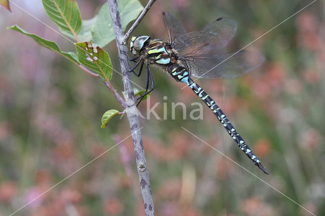 Noordse glazenmaker (Aeshna subarctica)