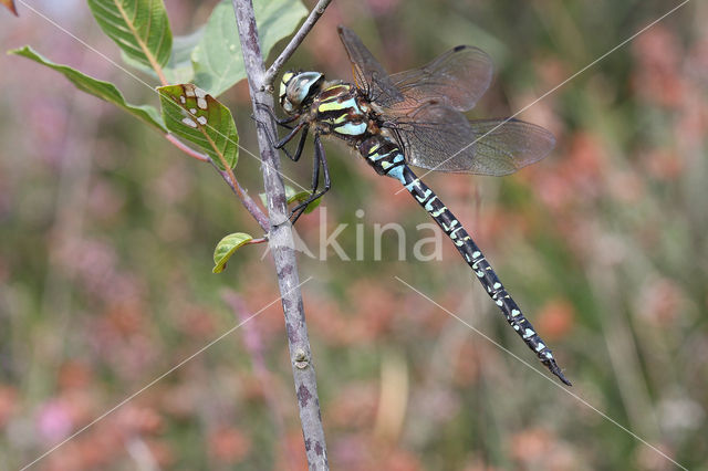 Noordse glazenmaker (Aeshna subarctica)