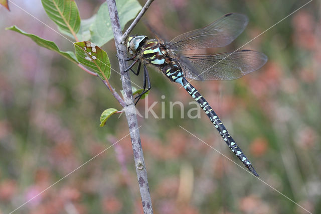 Noordse glazenmaker (Aeshna subarctica)