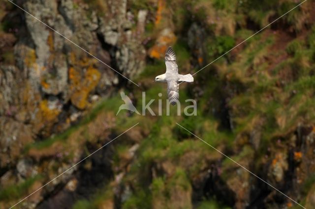 Noordse Stormvogel (Fulmarus glacialis)