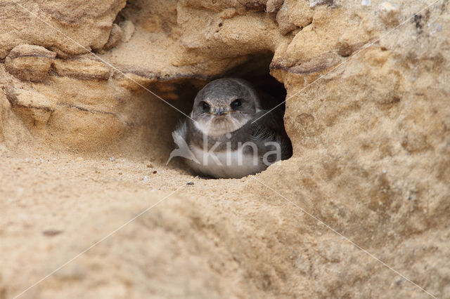 Bank Swallow (Riparia riparia)